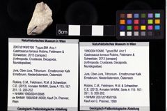 Foto (Objket + Etiketten) von Gastrosacus torosus (Robins, Feldmann & Schweitzer, 2013) 